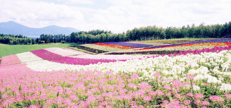 鲜花花海背景摄影图片