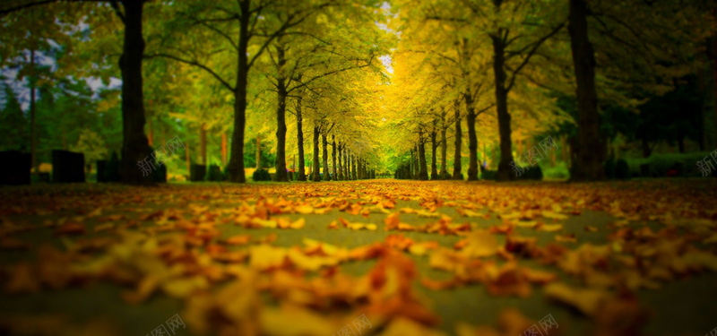 秋季公园背景摄影图片