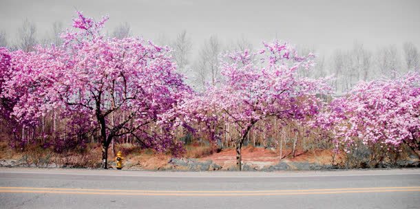 粉色花朵宁静公路背景