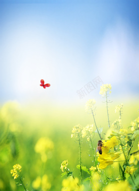 你好四月油菜花海报背景