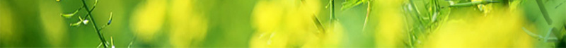 你好四月油菜花海报psd设计背景_88icon https://88icon.com 你好四月油菜花海报免费下载 创意海报 四月你好 月份海报 油菜花 清新 黄色