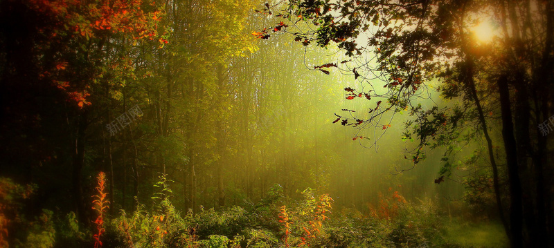 摄影森林雾光背景摄影图片