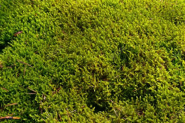 草地植物背景jpg设计背景_88icon https://88icon.com 其它类别 图片素材 植物背景 绿地背景 背景底纹 背景花边 草地植物背景图片 草地植物背景图片素材下载 草地背景