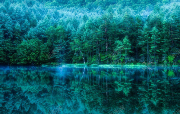 幻境森林背景图背景