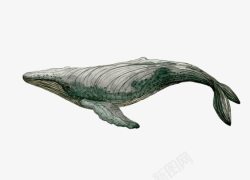 鲸鱼素材