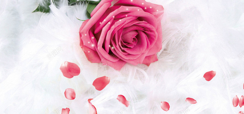 时尚粉色玫瑰羽毛背景背景