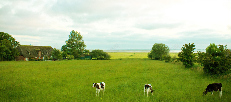 草原牛羊畜牧背景摄影图片