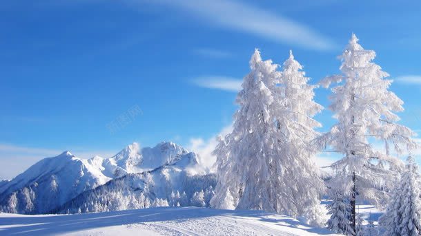 白色创意大树冬日背景