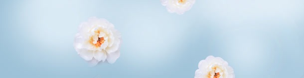化妆品宣传海报jpg设计背景_88icon https://88icon.com 促销海报 促销海报设计 化妆品 化妆品海报 唯美 梦幻花朵 洁白花朵 花朵