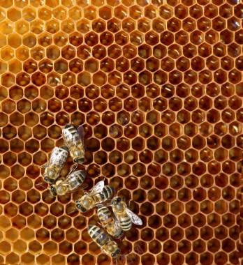 蜂巢上的蜜蜂背景