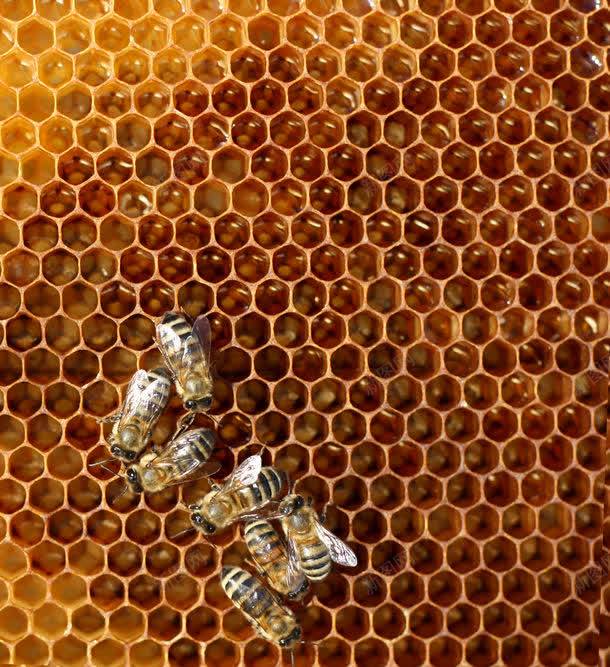 蜂巢上的蜜蜂jpg设计背景_88icon https://88icon.com 图片素材 底纹背景 昆虫 昆虫摄影 背景花边 蜂巢 蜂巢上的蜜蜂 蜂巢上的蜜蜂图片 蜂巢上的蜜蜂图片素材下载 蜂窝 蜂蜜 蜜蜂 蜜蜂窝