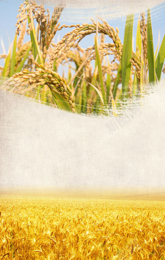 水稻宣传清新海报背景背景