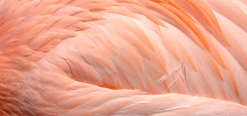 火烈鸟背景图背景