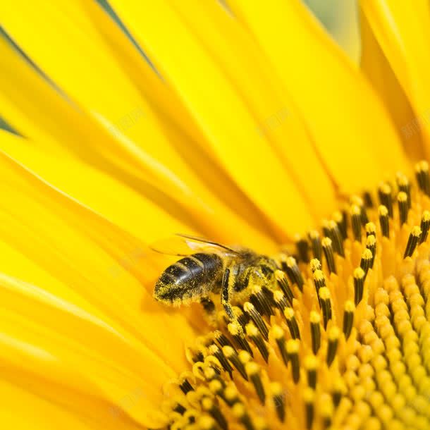 黄色树叶蜜蜂jpg设计背景_88icon https://88icon.com 树叶 蜜蜂 黄色