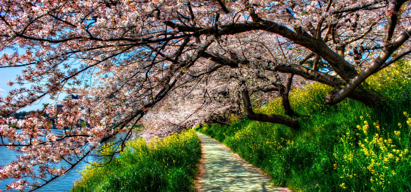 油菜地里的樱花树摄影图片