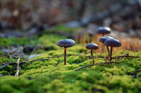 绿草地小蘑菇背景