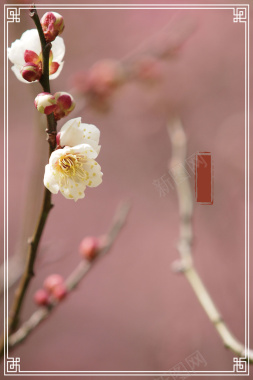 粉色摄影传统节气杏花线框背景背景