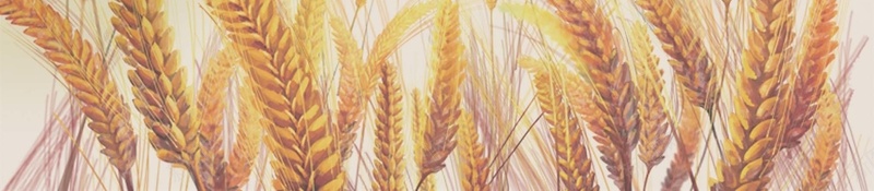 食品安全公益宣传海报背景模板jpg设计背景_88icon https://88icon.com 公益宣传 排骨汤 海报背景 海报背景模板 美食 美食模板 食品安全 麦穗