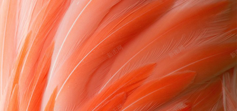 红色羽毛简约纹理质感图背景