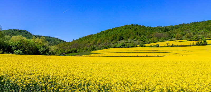 油菜花背景jpg_88icon https://88icon.com 摄影 油菜花 油菜花背景 海报banner 花海 风景