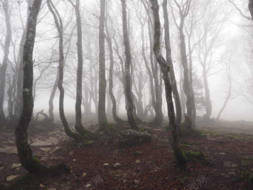 起雾的森林环境渲染效果合成背景