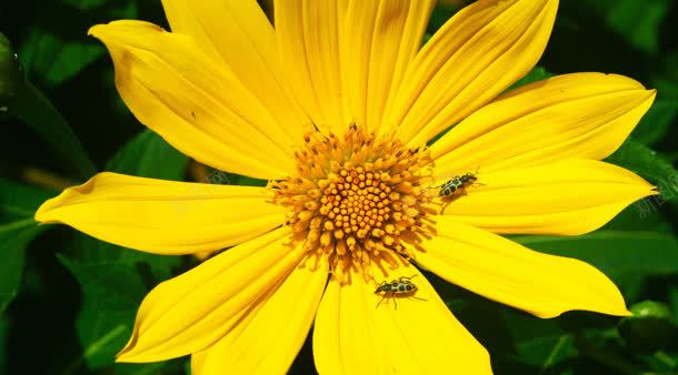 黄色花朵蜜蜂背景