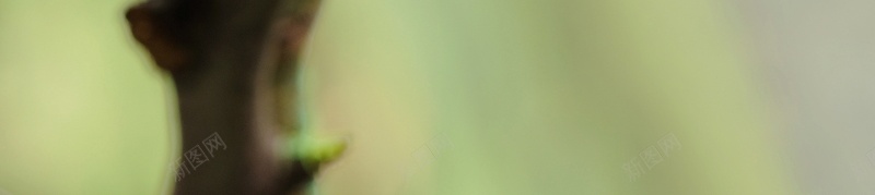 一只绿色的变色龙jpg设计背景_88icon https://88icon.com 动物 变色龙 绿色 自然