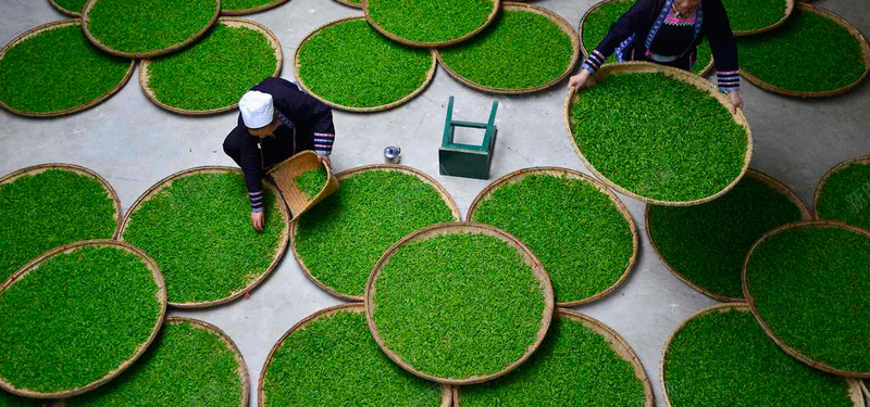 茶农背景图摄影图片
