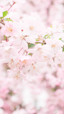 粉色樱花浪漫清新H5背景摄影图片