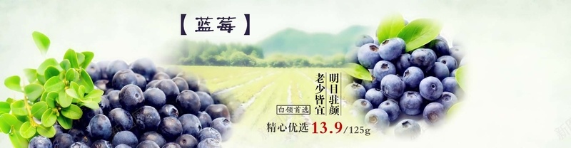蓝莓背景psd设计背景_88icon https://88icon.com 小清新 文艺 新鲜 水果 海报banner 田野 简约 蓝莓