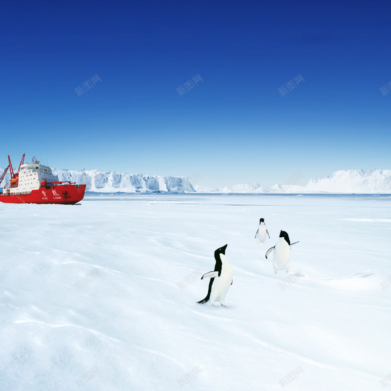 雪景主图psd_88icon https://88icon.com 主图 企鹅 摄影 雪景 风景