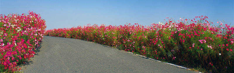 小花道路背景jpg_88icon https://88icon.com 天空背景 小花背景 小路背景 摄影 海报banner 花朵背景 花海背景 道路背景 风景 马路背景