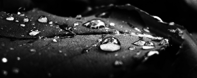黑色叶片水滴背景摄影图片