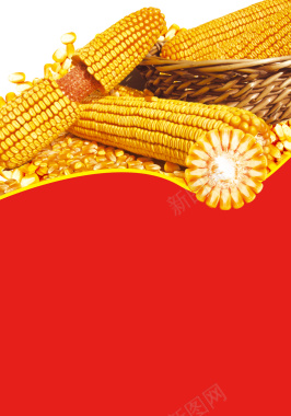金色玉米海报背景背景