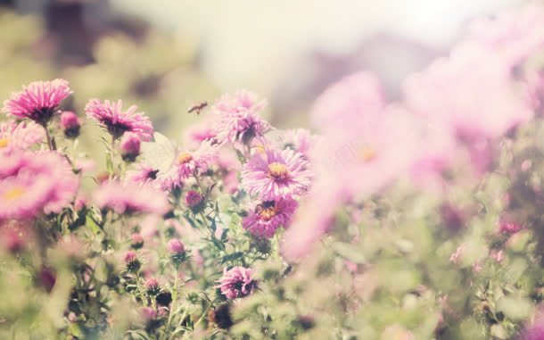 唯美户外花朵田野jpg设计背景_88icon https://88icon.com 户外 田野 花朵