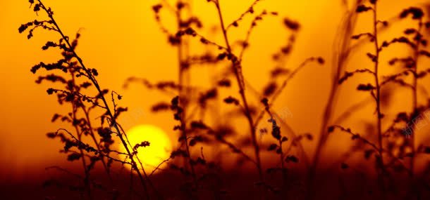 植物夕阳背景背景