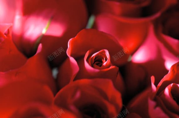 红色玫瑰桌面壁纸背景