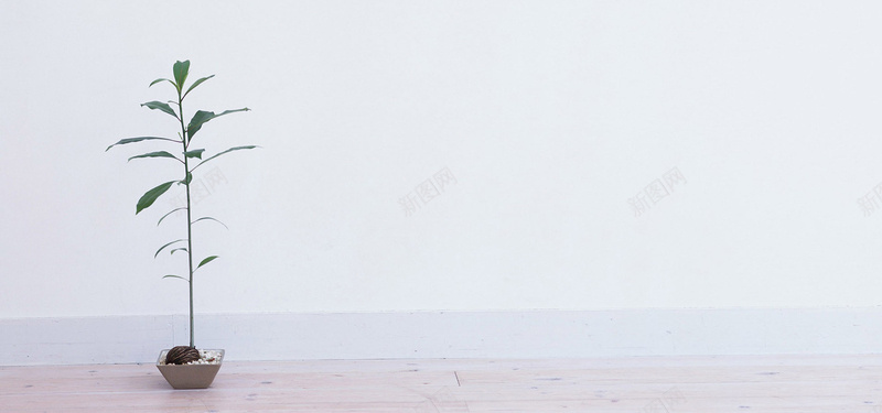 日系清新文艺阳光家居女装地板墙壁绿植盆栽淘宝背景摄影图片