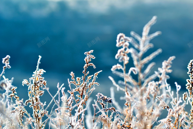 唯美冬季雪景jpg设计背景_88icon https://88icon.com 冬季 唯美 蓝色 雪景