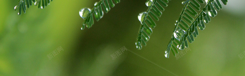 春雨露珠绿叶摄影摄影图片