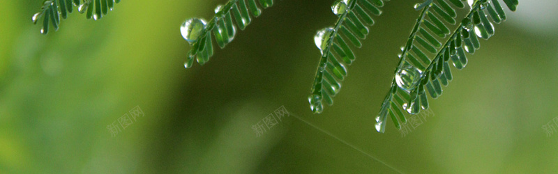 春雨露珠绿叶摄影jpg_88icon https://88icon.com 摄影 春雨 海报banner 生物 生物世界 绿叶 绿色 背景 露珠 风景