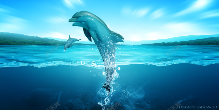 海豚在蓝色透明的海面跳跃背景