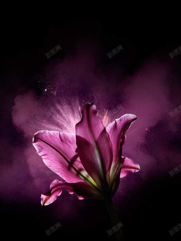 紫色发光百合花卉jpg设计背景_88icon https://88icon.com 发光 百合 紫色 花卉