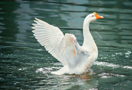 湖水中展翅的优雅的大白鹅背景