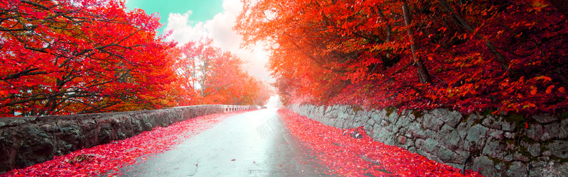 枫树林道路背景摄影图片