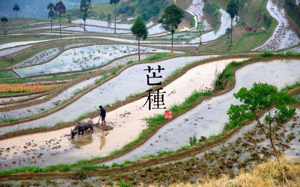 芒种休闲快乐高兴时光jpg设计背景_88icon https://88icon.com 休闲 快乐 时光 芒种 高兴