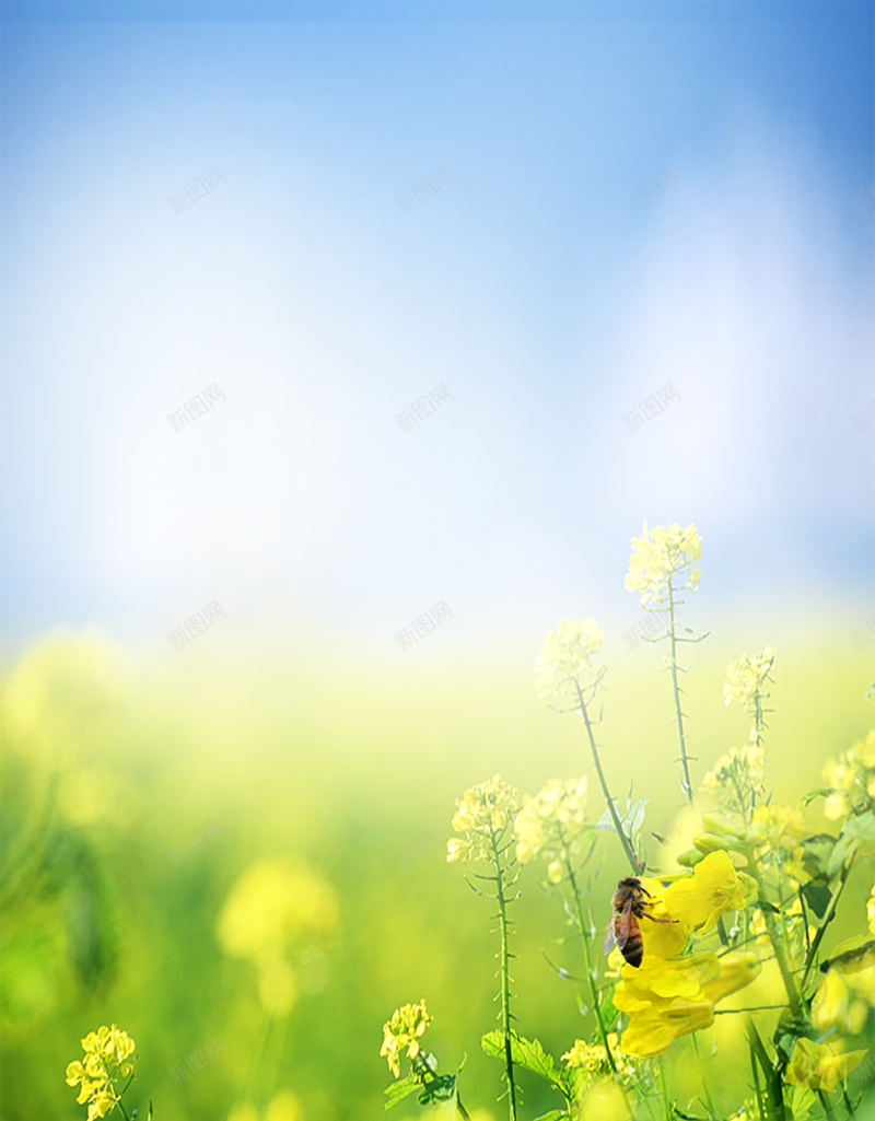 小清新浪漫唯美你好四月油菜花海报背景psd设计背景_88icon https://88icon.com 你好 唯美 四月 小清新 油菜花 浪漫 海报 素材 背景 花朵 蜜蜂