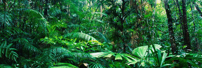 热带雨林风景banner壁纸摄影图片