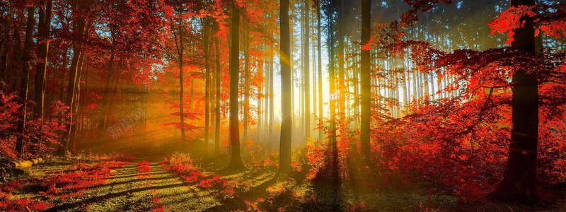 森林里的阳光jpg设计背景_88icon https://88icon.com 尚新海报 梦幻海报合成 梦幻背景 梦幻背景合成PSD 森林合成海报 森林和花 海报banner 纹理 质感