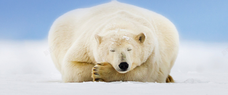 睡觉的北极熊背景